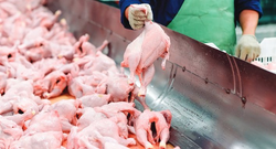 Collection of Poultry Processing: Maple Lodge Farms in a gallery layout