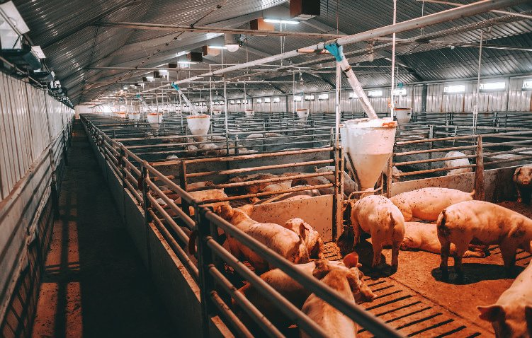 Collection of Chatham Kent Hog Farm in a gallery layout